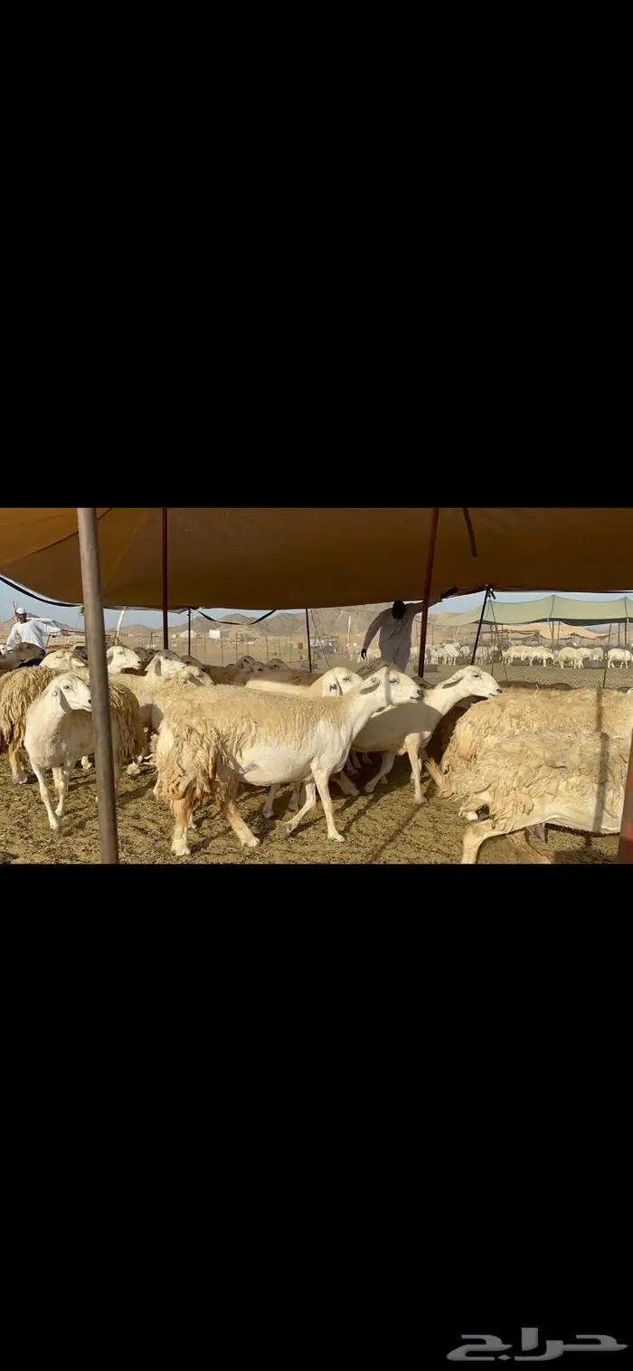 غنم حريات حرش ظغط عالي 0