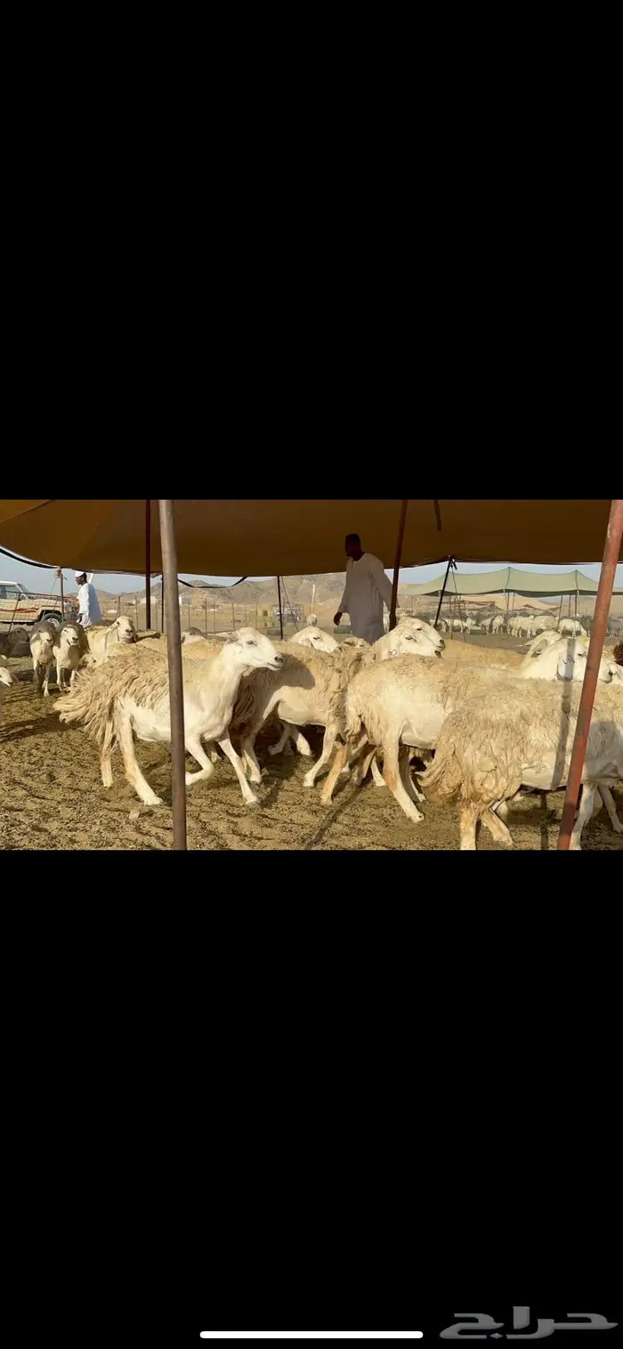 غنم حريات حرش ظغط عالي 3