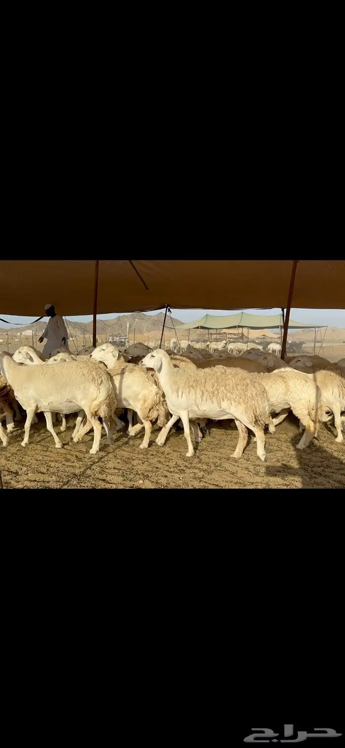 غنم حريات حرش ظغط عالي 4