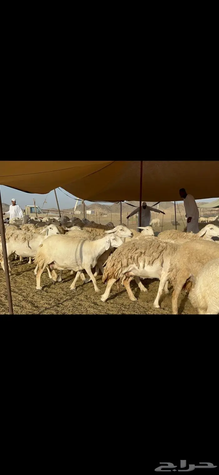 غنم حريات حرش ظغط عالي 7