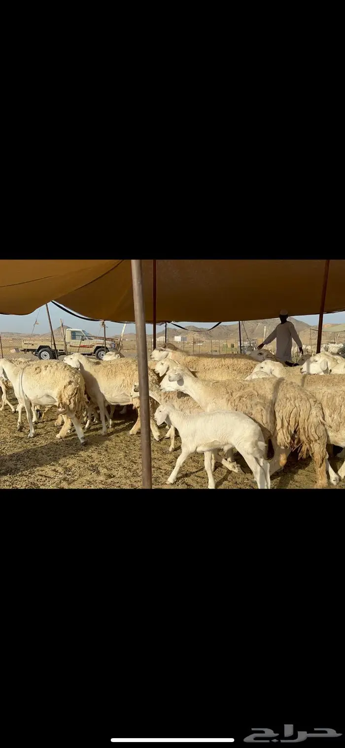 غنم حريات حرش ظغط عالي 5