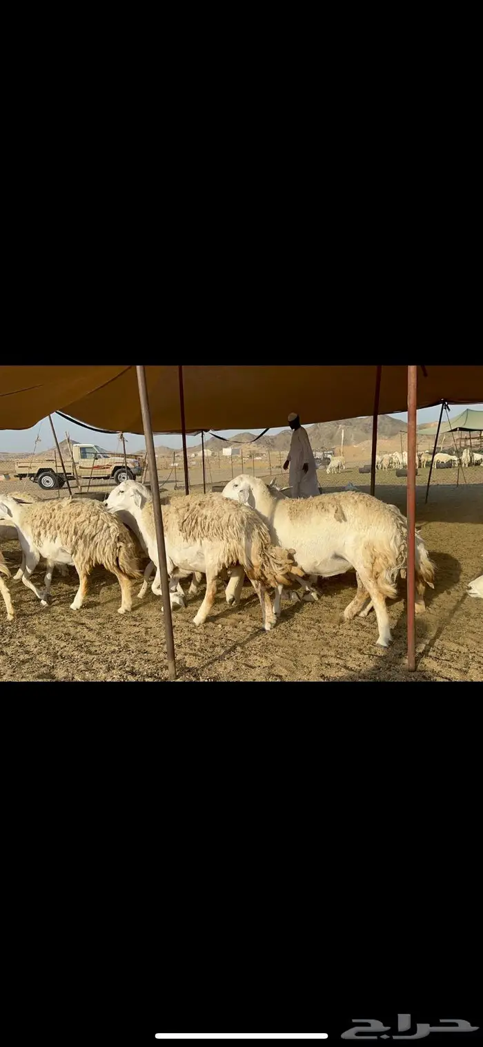 غنم حريات حرش ظغط عالي 6
