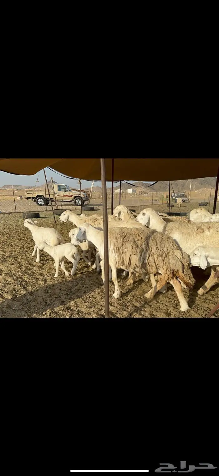 غنم حريات حرش ظغط عالي 10