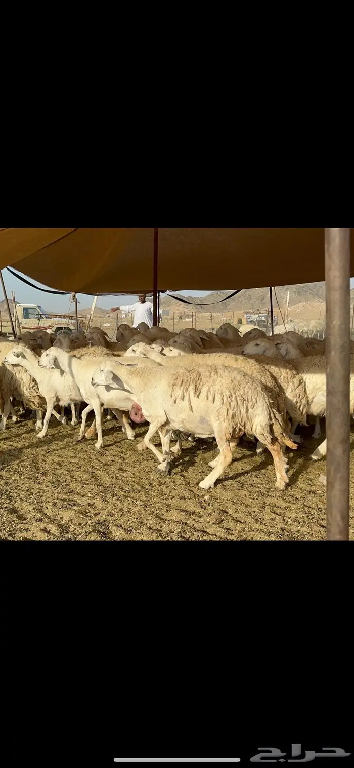 غنم حريات حرش ظغط عالي 13