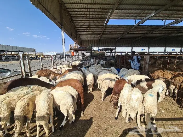 طليان سواكني حري و تيوس مع خدمة التوصيل 5