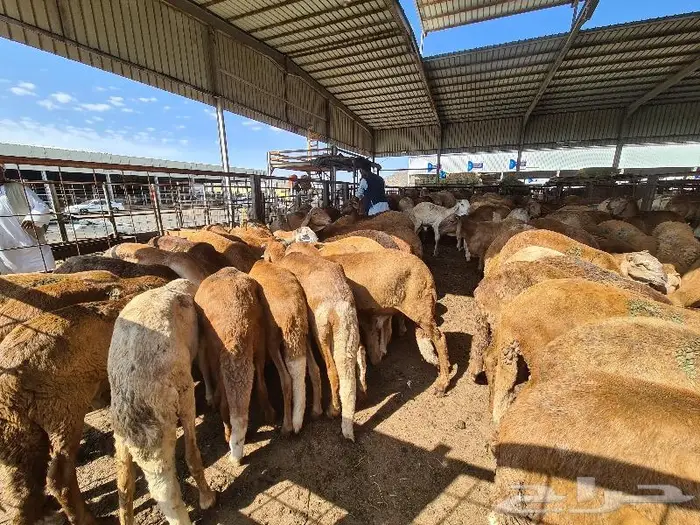 طليان سواكني حري و تيوس مع خدمة التوصيل 7