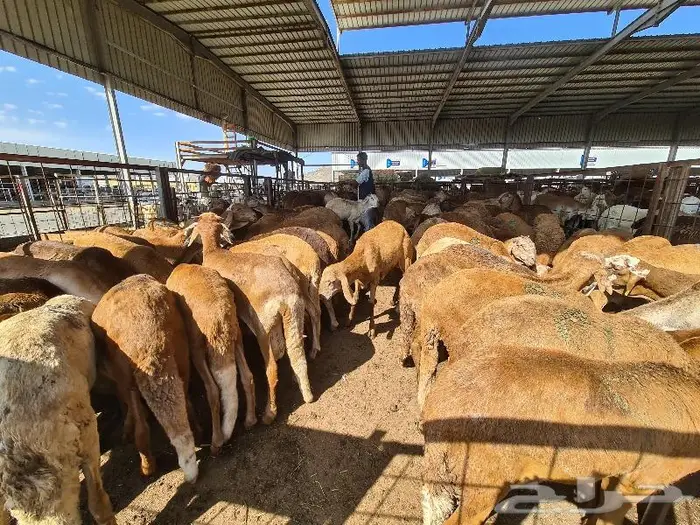 طليان سواكني حري و تيوس مع خدمة التوصيل 9