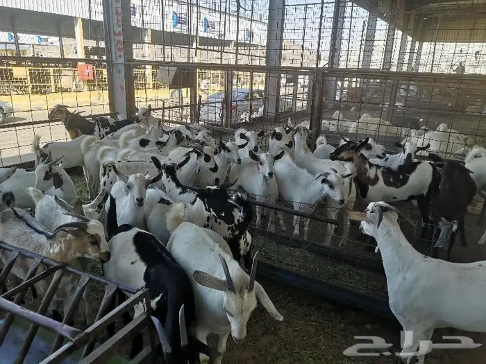 طليان سواكني حري و تيوس مع خدمة التوصيل 12