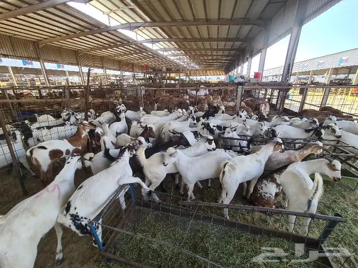 طليان سواكني حري و تيوس مع خدمة التوصيل 23