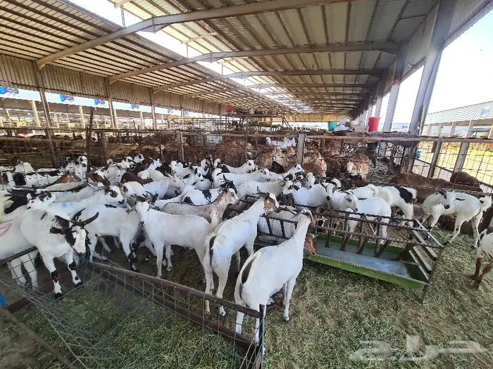 طليان سواكني حري و تيوس مع خدمة التوصيل 26