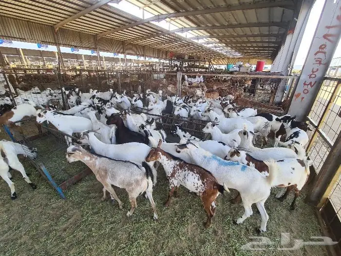 طليان سواكني حري و تيوس مع خدمة التوصيل 27