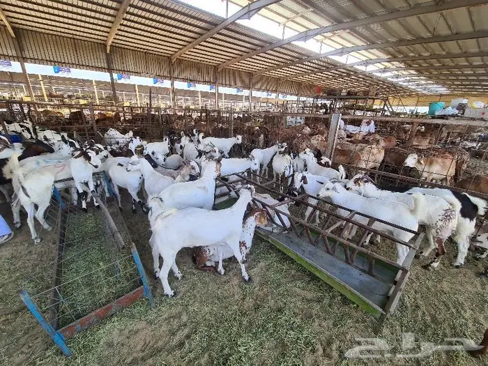 طليان سواكني حري و تيوس مع خدمة التوصيل 29