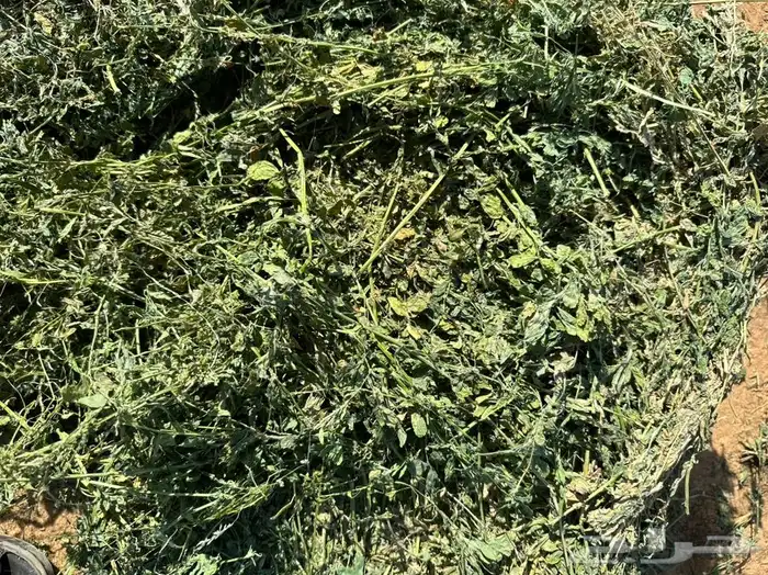 برسيم صافي جندير 3