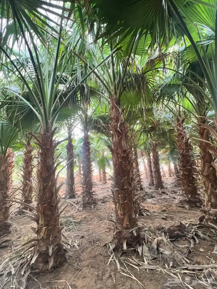 نخل واشنطني 1