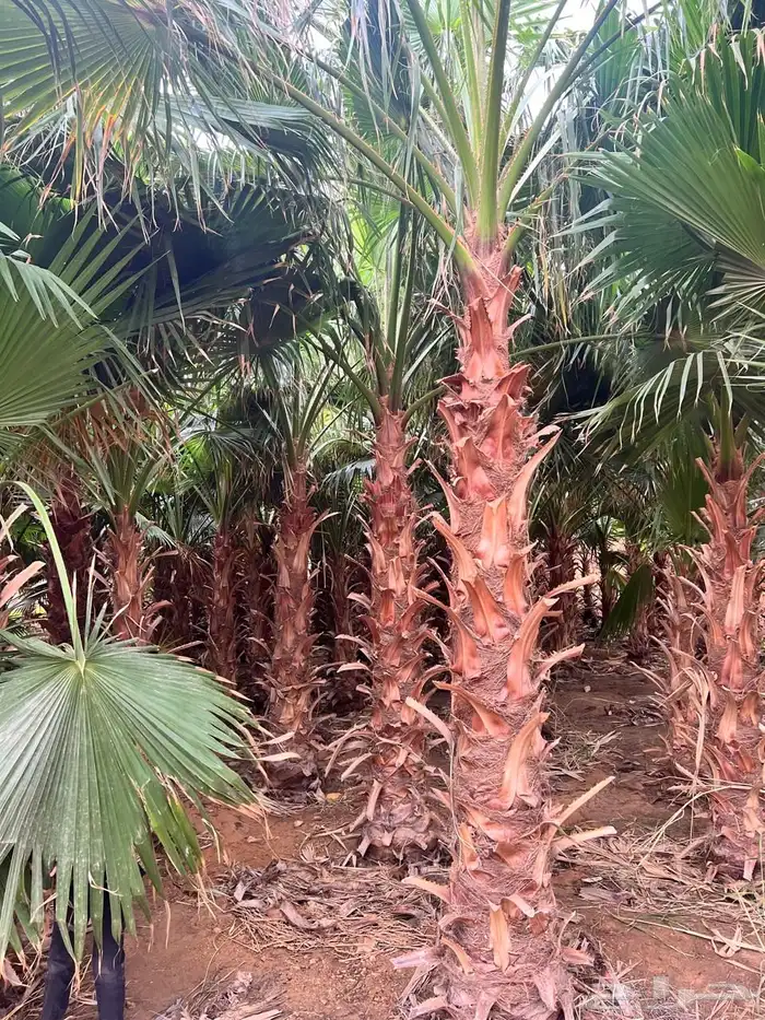 نخل واشنطني 0