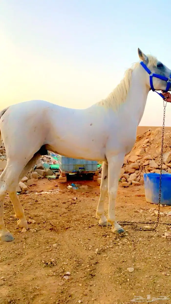 خيول وجمال للايجار 3