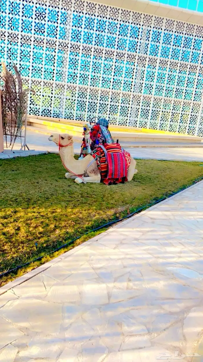 خيول وجمال للايجار 7