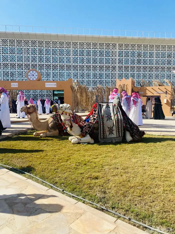 خيول وجمال للايجار 6