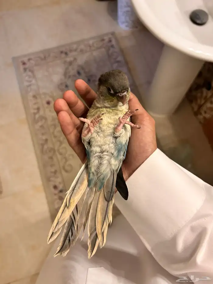 كنيور بلو شيك ( تم البيع ) 1