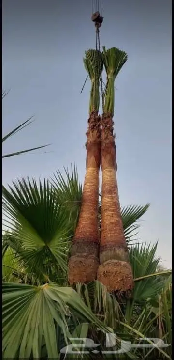 نخل واشنطني زينه امريكي 0