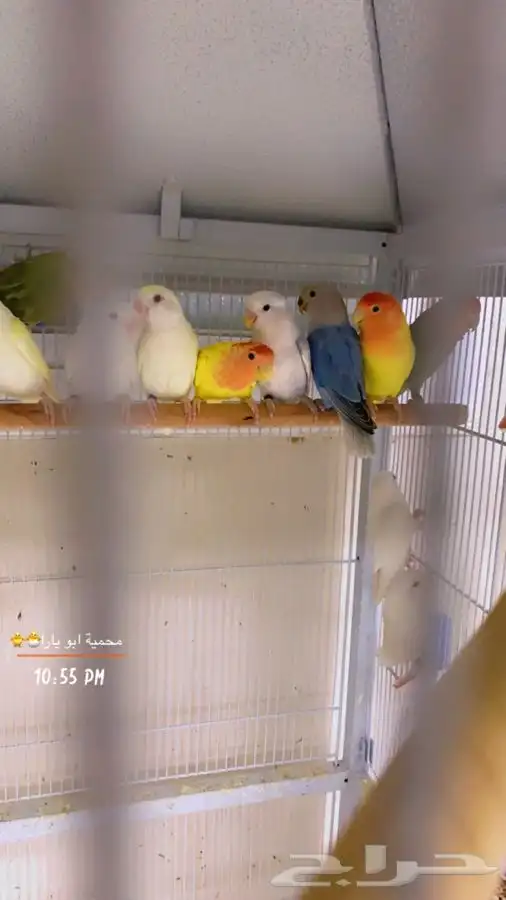 روز البيع جمله ( تم البيع ) 2