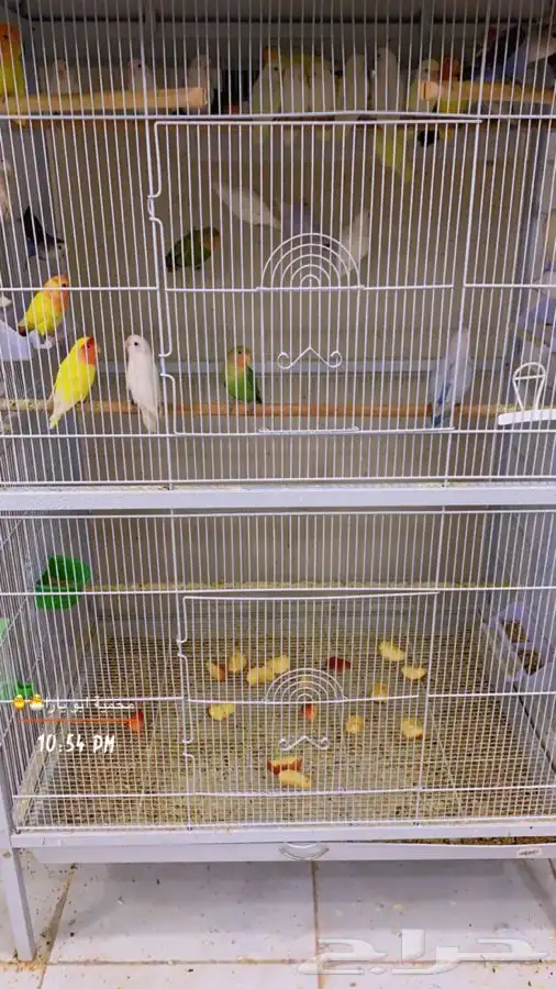 روز البيع جمله ( تم البيع ) 0