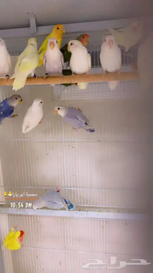 روز البيع جمله ( تم البيع ) 1