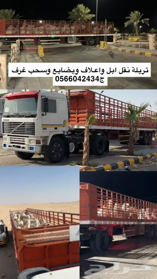 تريله نقل ابل واغنام وبضايع جوانب طول 16 0