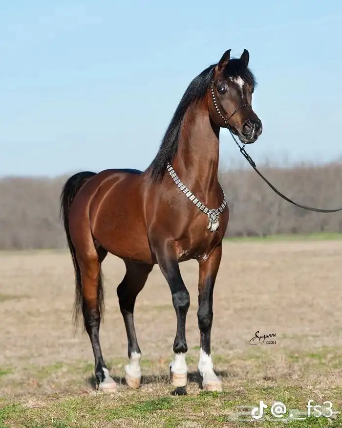 خيول وجمال للايجار 2
