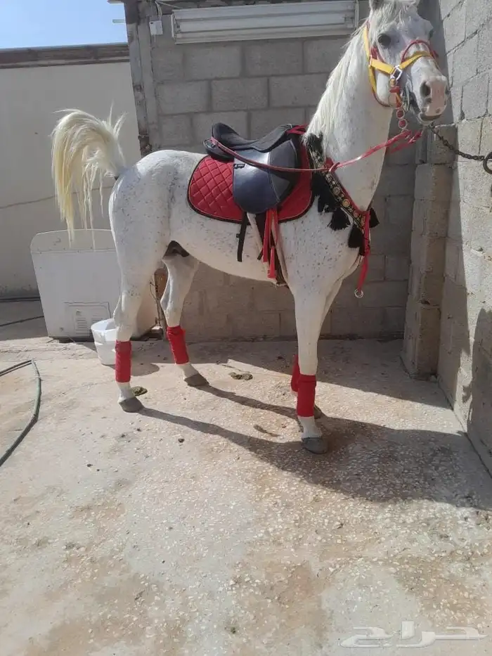 خيول وجمال للايجار 1