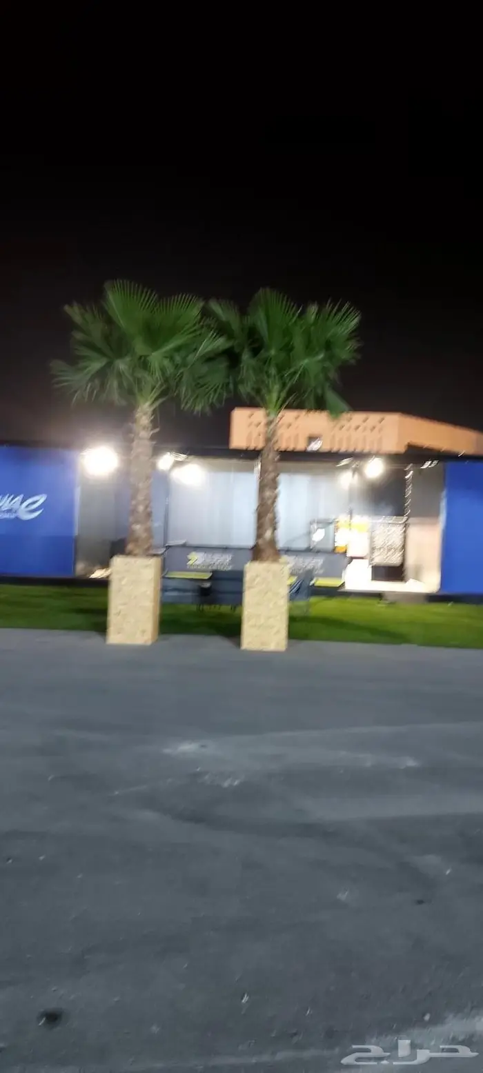 نخل واشنطني زينه امريكي 2