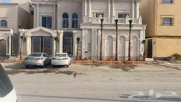 نخل واشنطني زينه امريكي 1