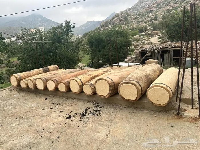 خلايا بلدي 0