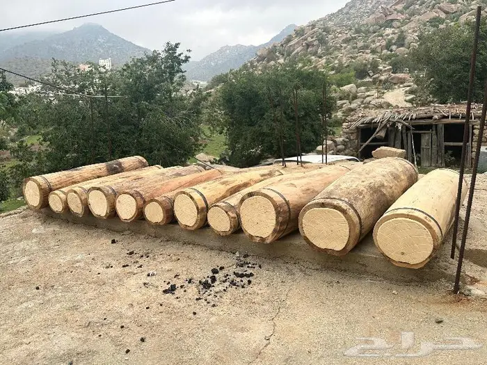 خلايا بلدي 1