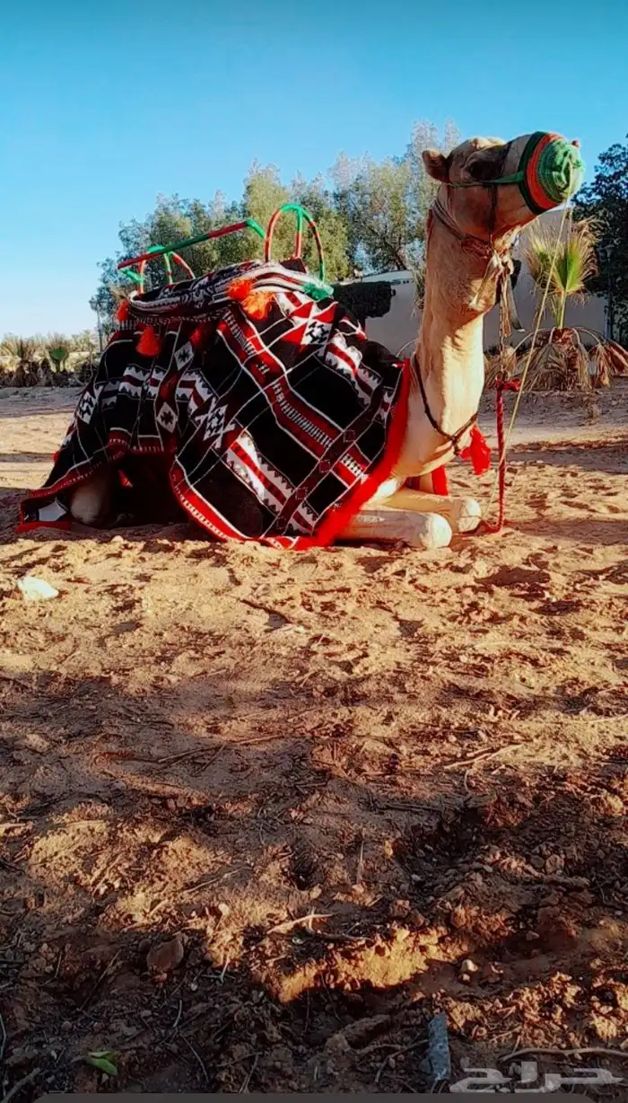 خيول وجمال للايجار 5