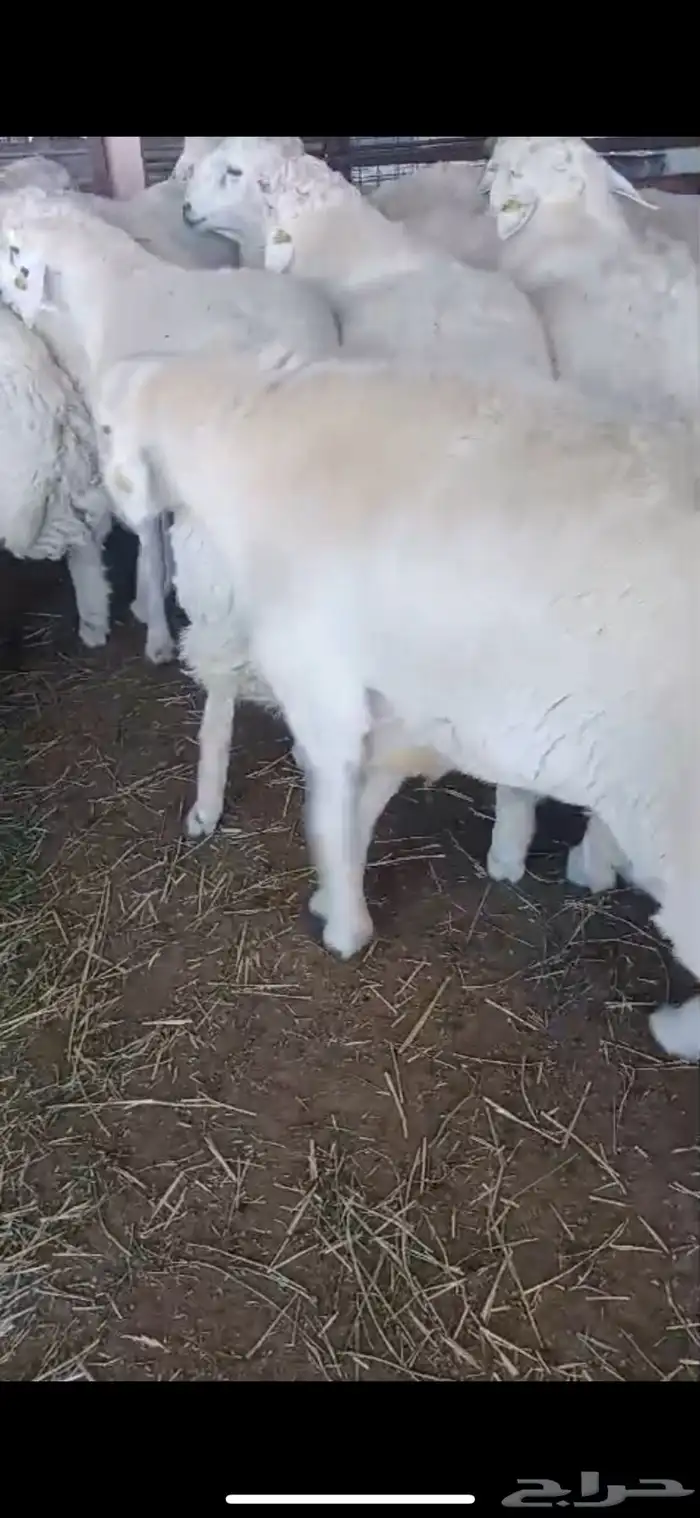 سواكن الطايف ونشرط بياض اللحم 38