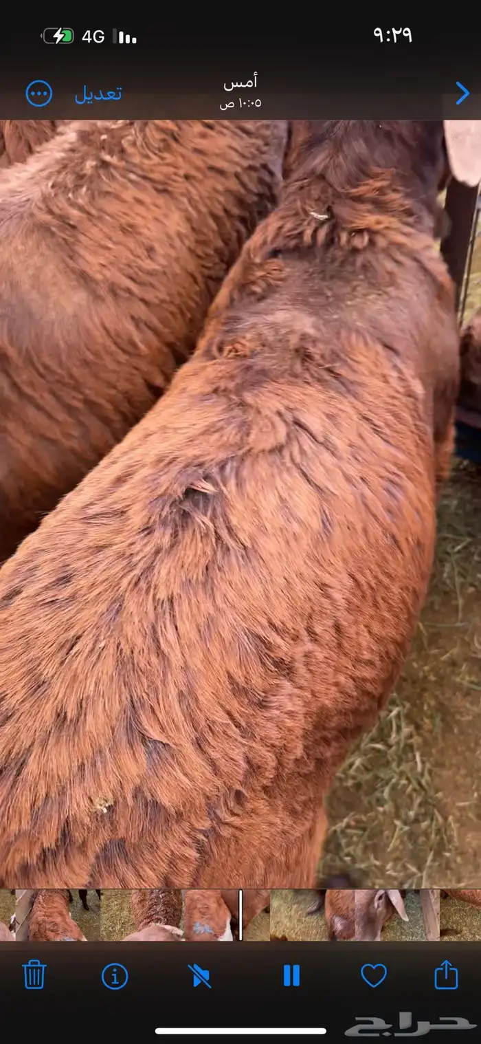 سواكن الطايف ونشرط بياض اللحم 2