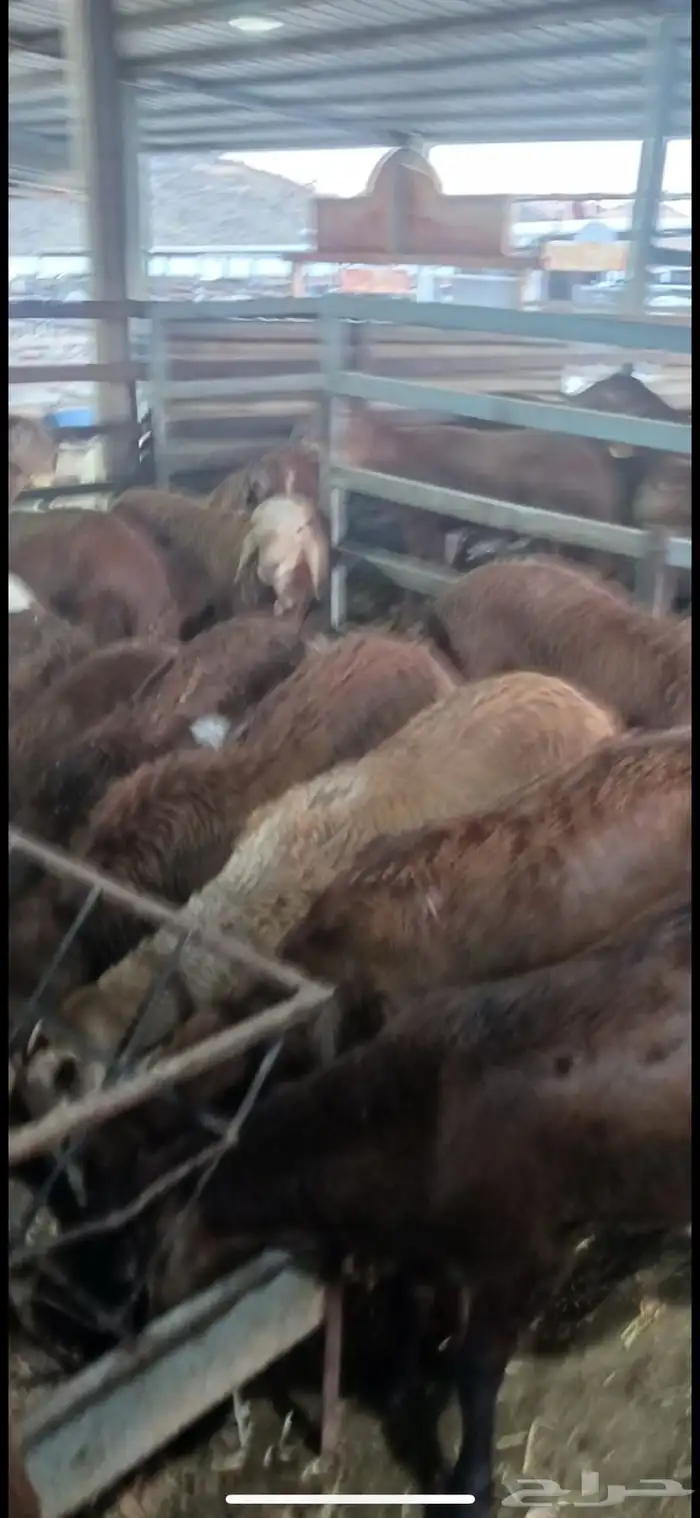 سواكن الطايف ونشرط بياض اللحم 4
