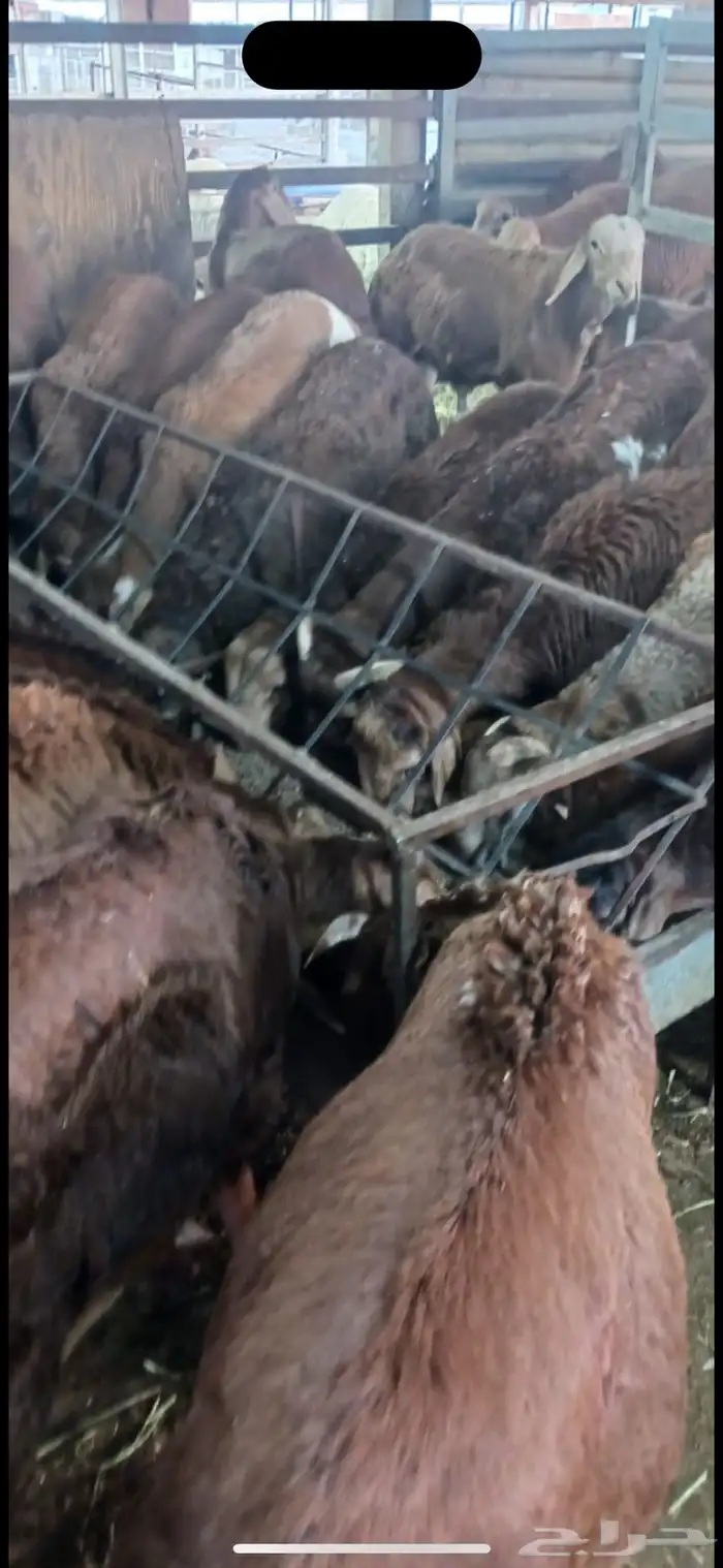 سواكن الطايف ونشرط بياض اللحم 3
