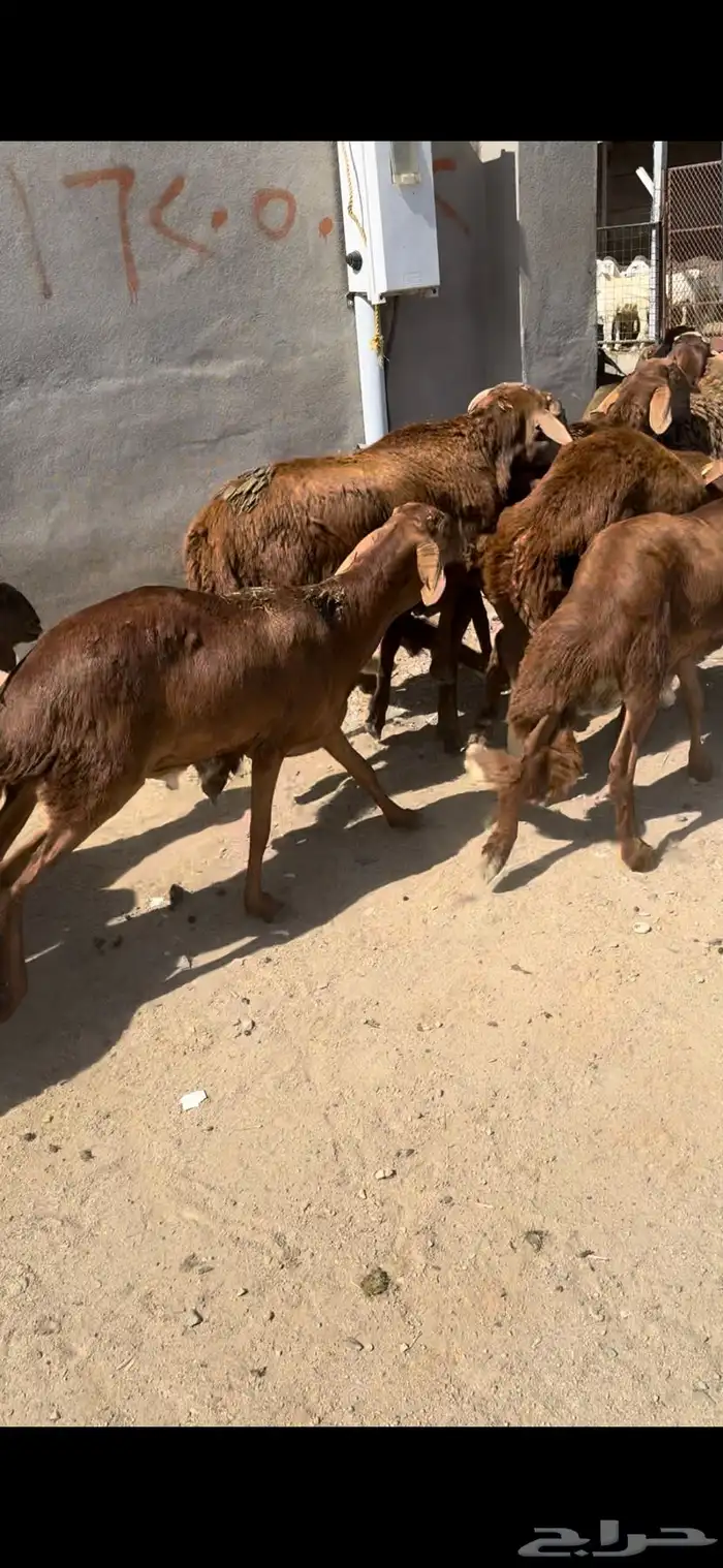 سواكن الطايف ونشرط بياض اللحم 1