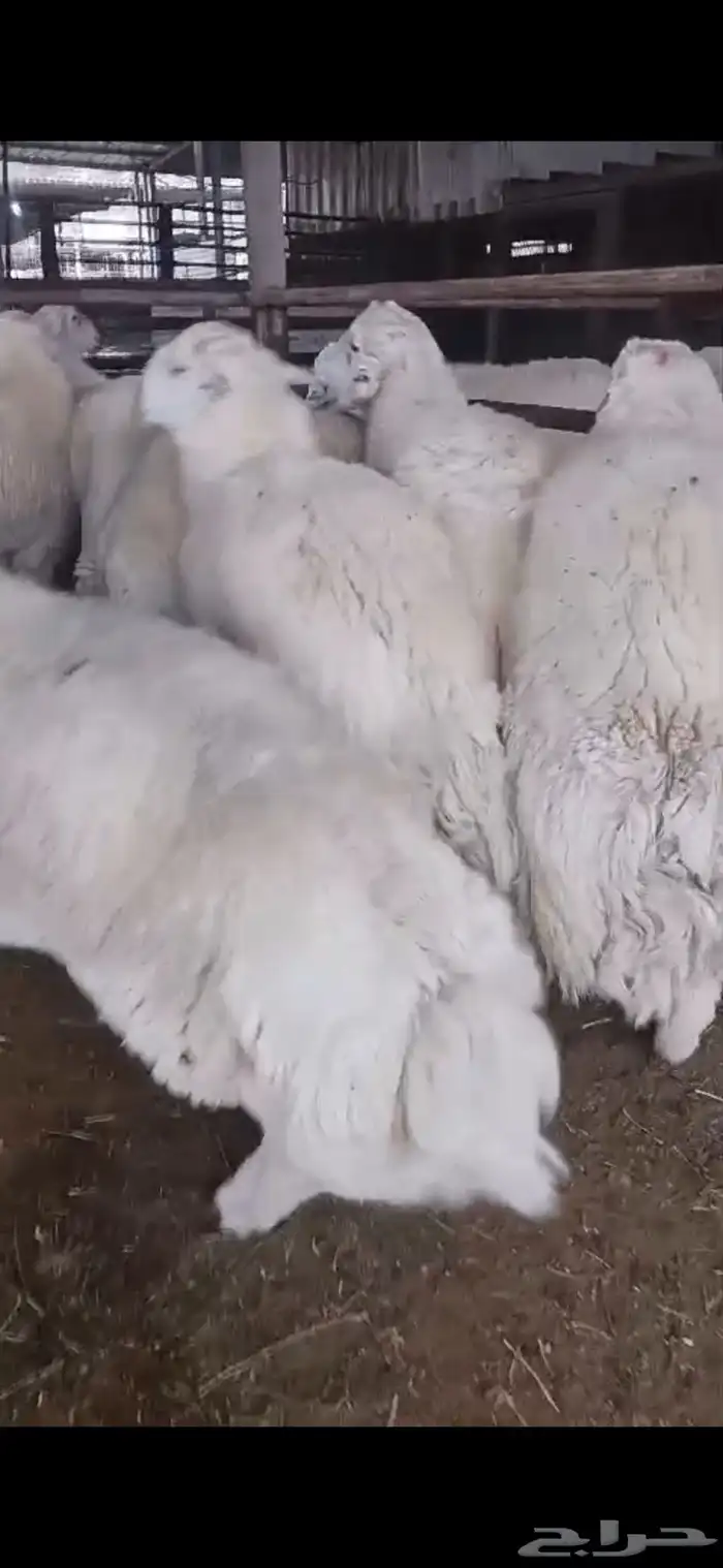 سواكن الطايف ونشرط بياض اللحم 14