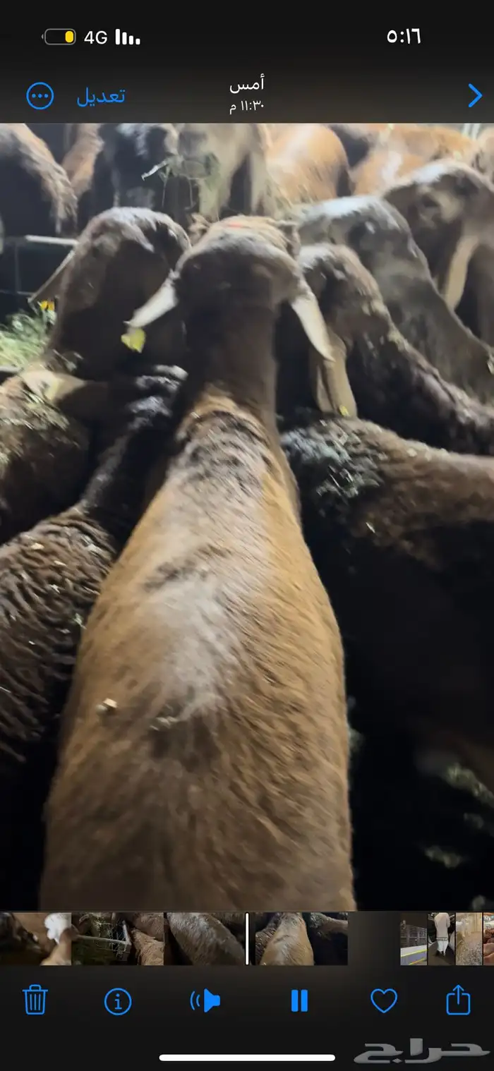 سواكن الطايف ونشرط بياض اللحم 9