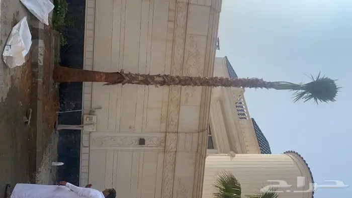 نخل واشنطني زينه امريكي 5