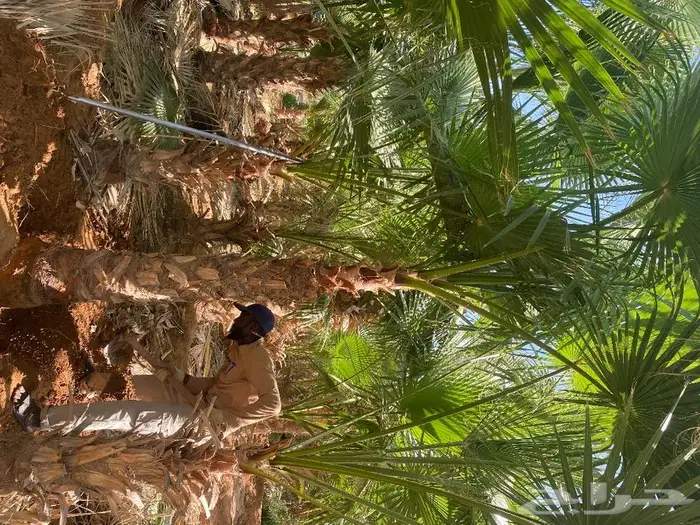 نخل واشنطني زينه امريكي 9