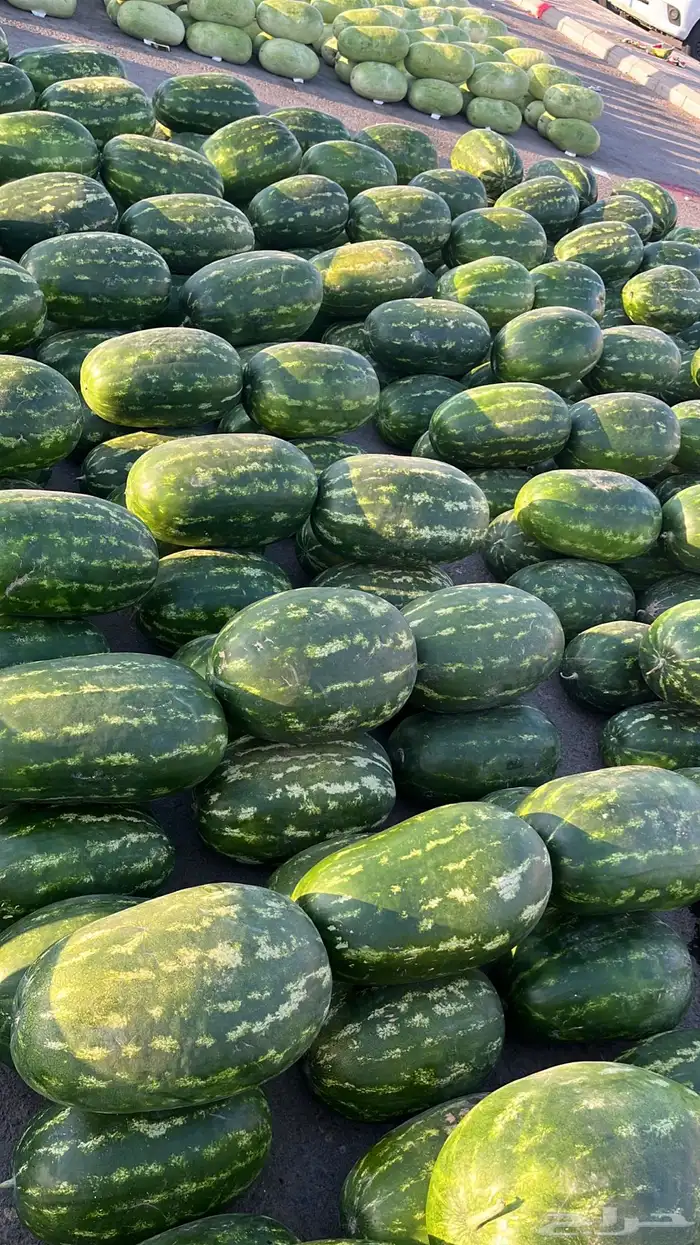 توريد خضار القصيم الطازجة 15