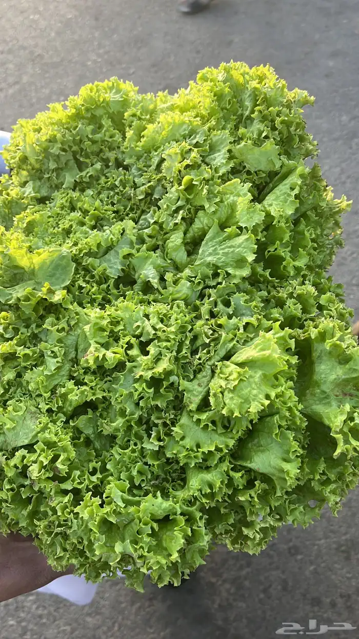 توريد خضار القصيم الطازجة 28