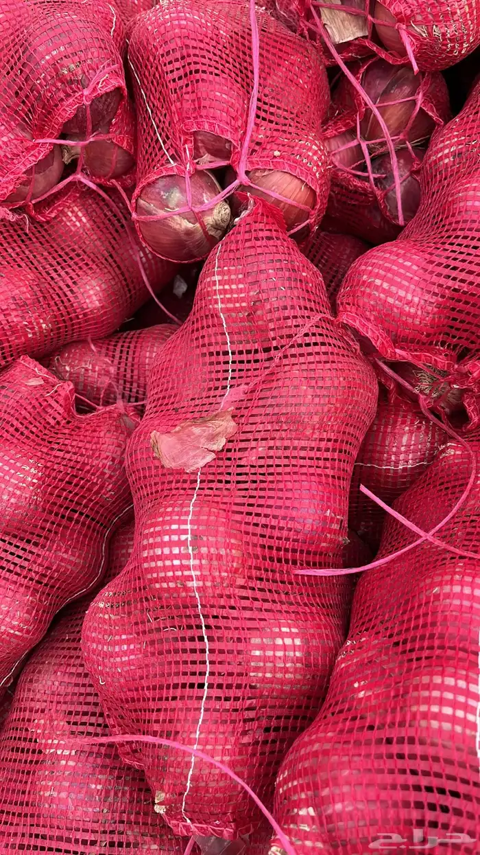 توريد خضار القصيم الطازجة 26