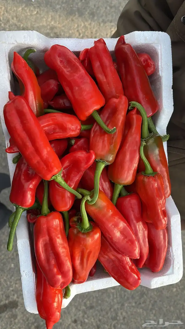 توريد خضار القصيم الطازجة 30