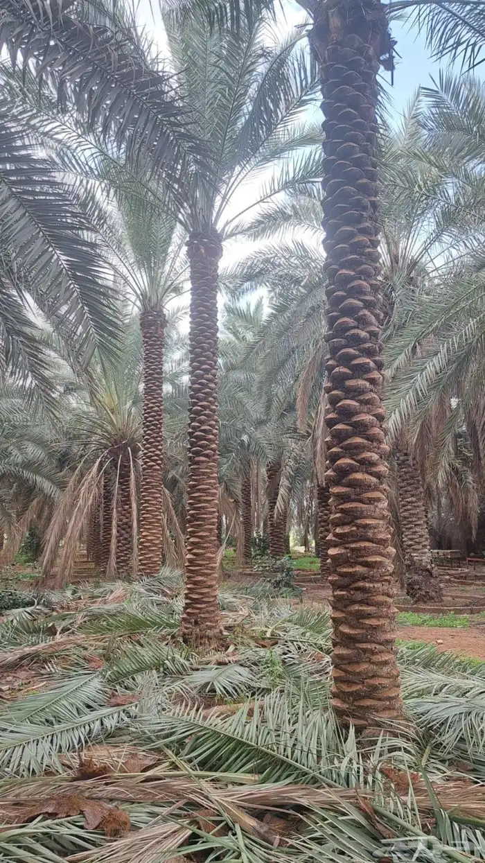 تنسيق حدائق منزليه 1