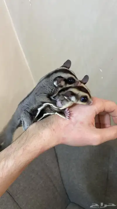 سنجاب الطائر شوقر قلايدر 4